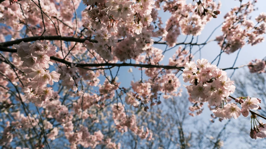 a picture of pink flowers on a tree