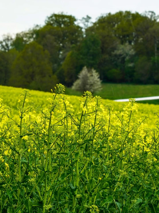 some yellow flowers are in the grass next to a red stop sign