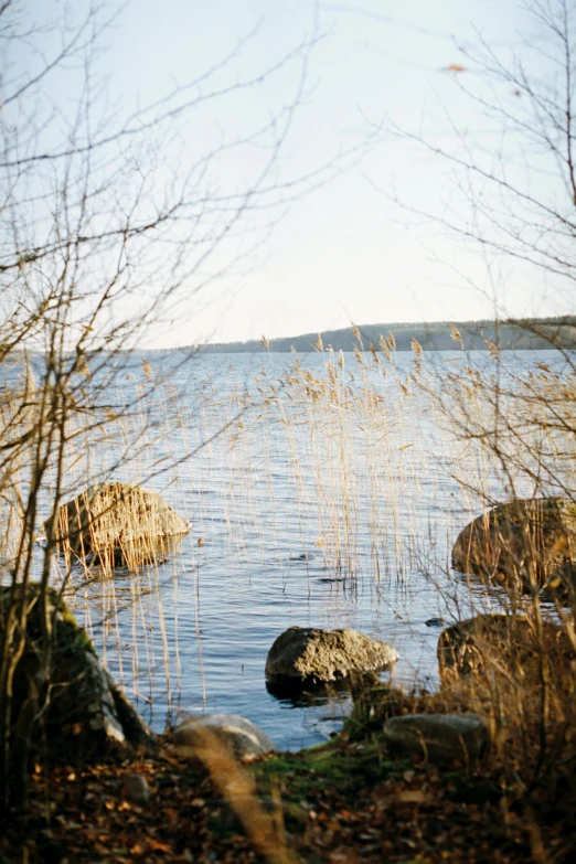 a lone sheep grazing in a field next to the water