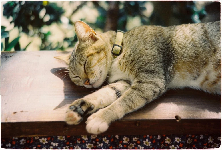 a cat laying on top of a wooden table