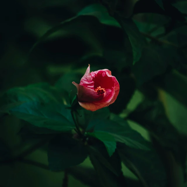 the pink flower is blooming in the green leaves