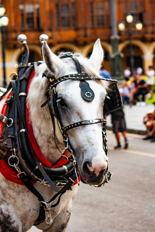 a horse in harness standing on street with crowd in background