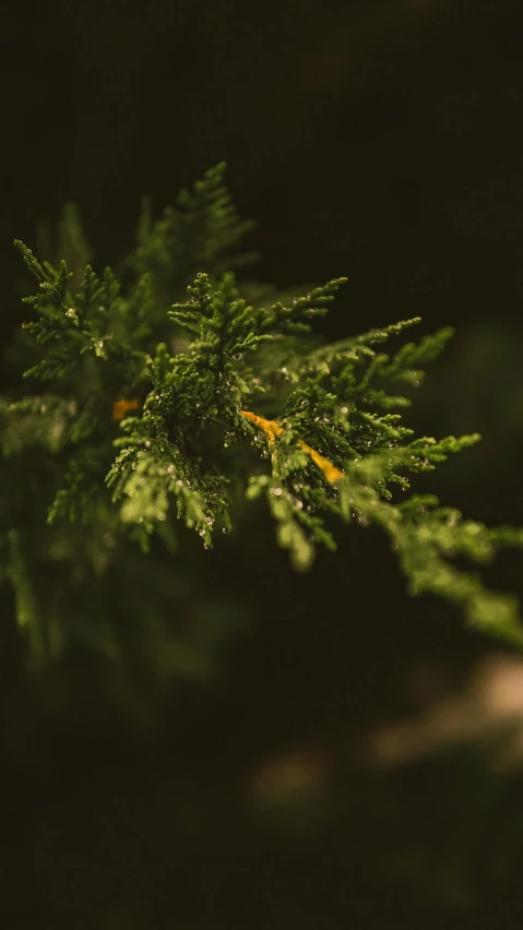 a close up of a green plant and yellow leaves