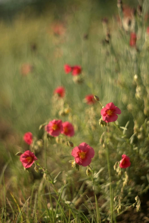 many pink flowers are in the middle of a grass area