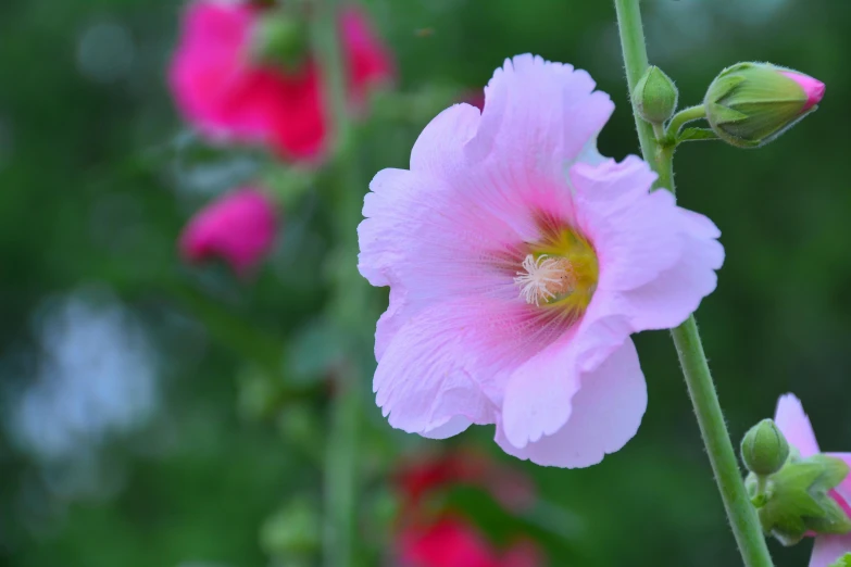 pink and yellow flowers in the middle of green leaves