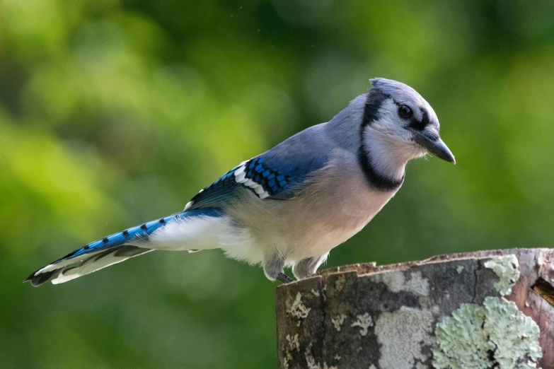 a bird perched on the side of a piece of wood