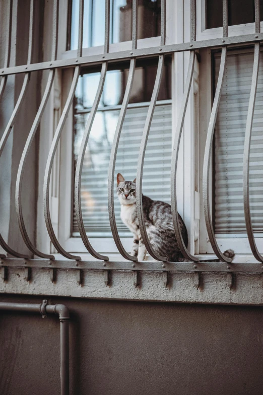 a small cat is sitting on a ledge in the window sill