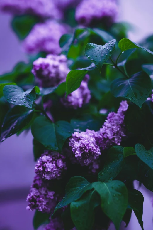 some pretty flowers with purple and white petals