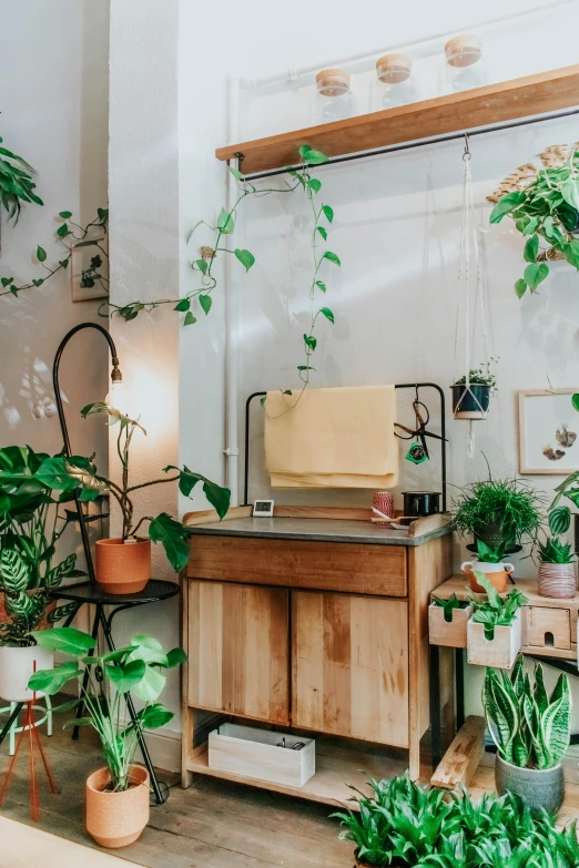 the houseplants have long, green leaves hanging from them