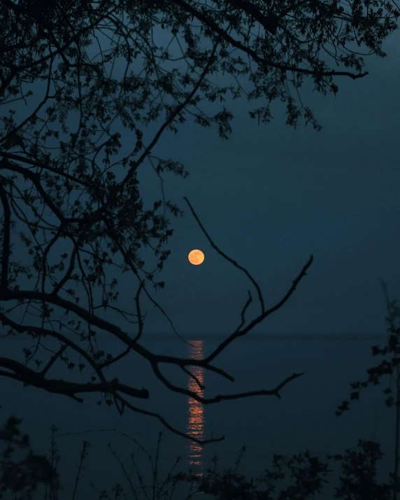 a full moon is seen through the nches of trees