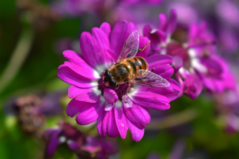 purple flower with a bee hovering on it