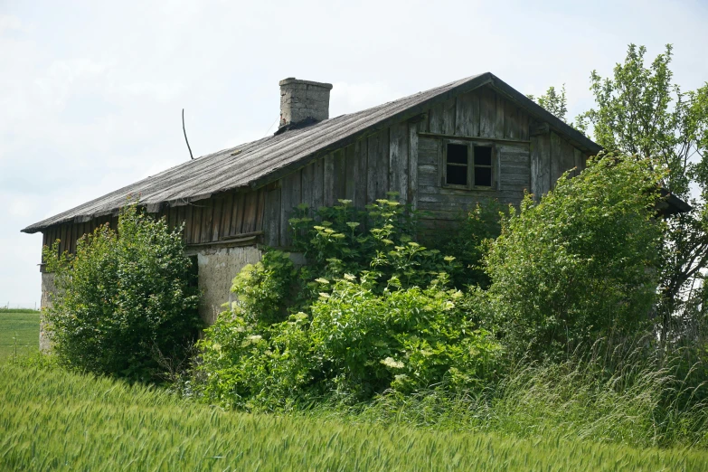 an old run down log home sitting in a field of green weeds