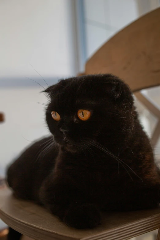 a black cat with big yellow eyes sitting in a chair