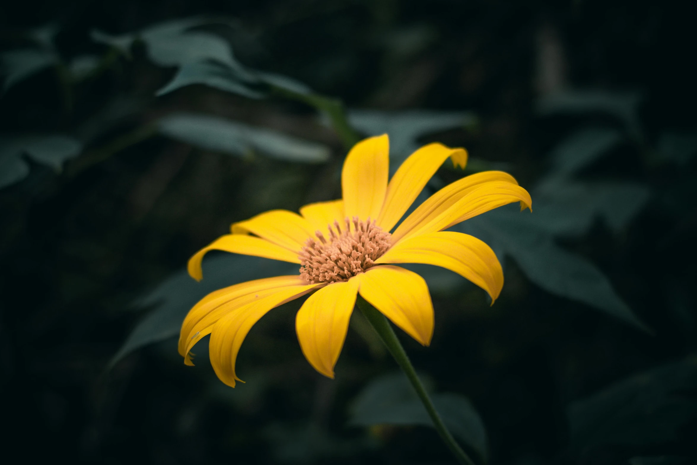 a bright yellow flower is shown in the dark