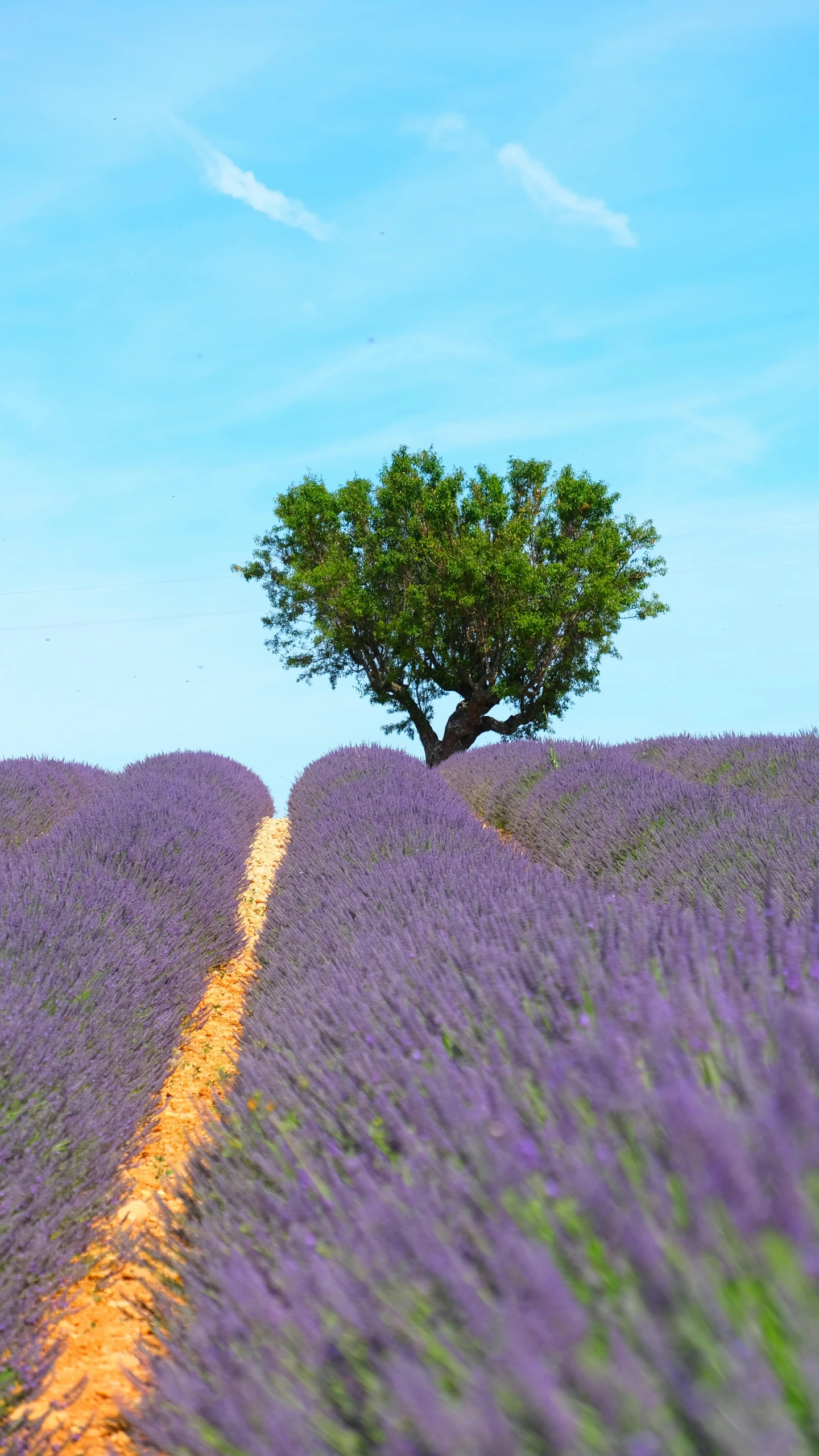 a lone tree on top of a hill next to the lavender field