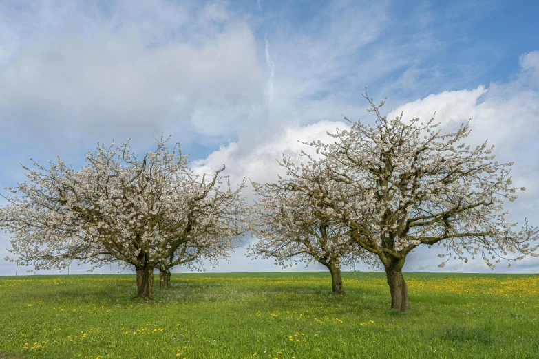 two trees that have bloomed in the middle of a field