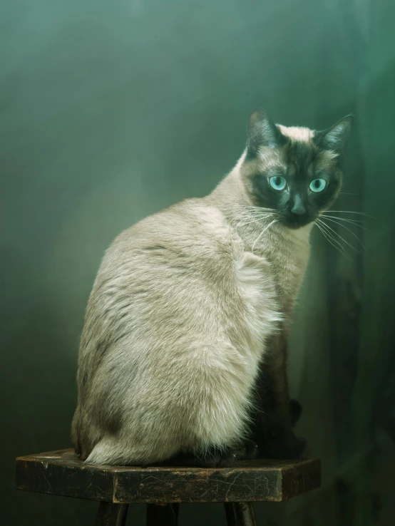 a siamese cat with blue eyes sitting on a stool