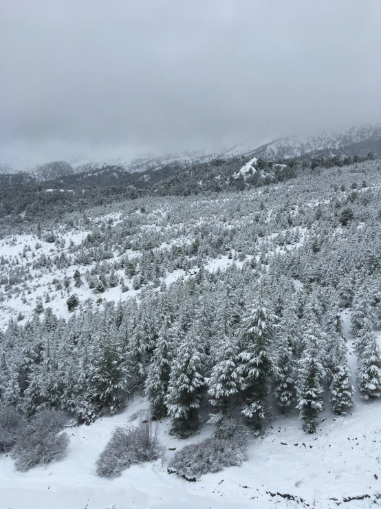 trees are covered in snow while hills loom behind