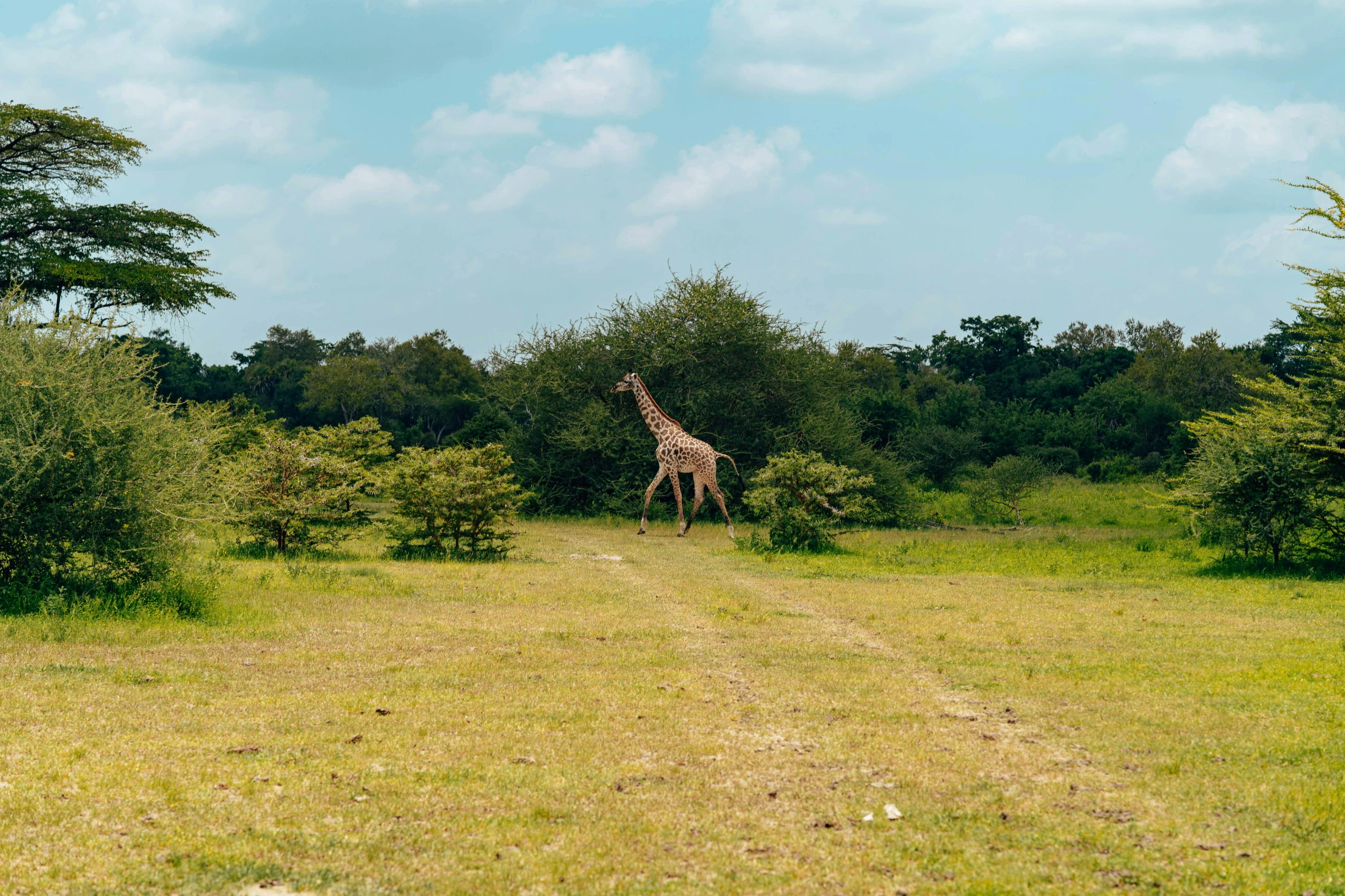 a giraffe is standing in an open field