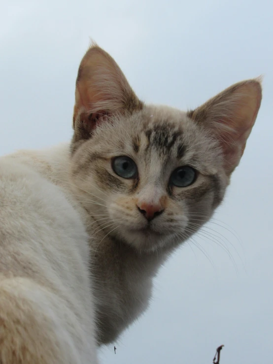 cat with big blue eyes staring to the side