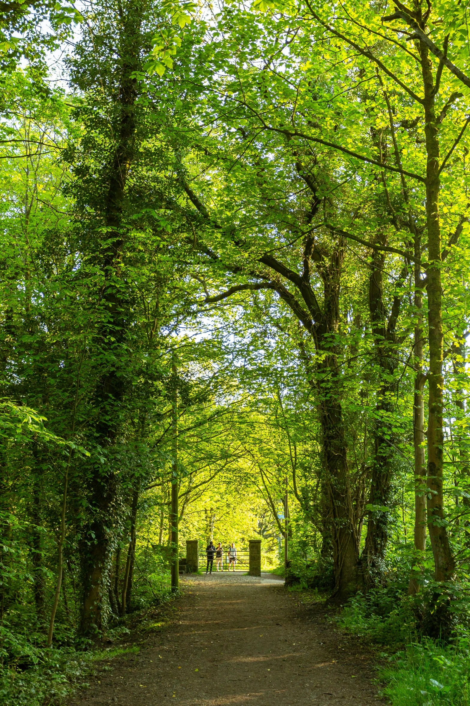 a dirt path going through a lush green forest