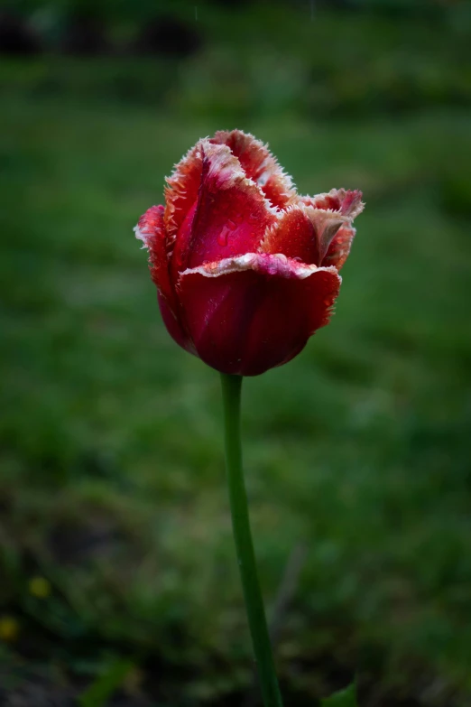 a pink tulip in the middle of a grassy field