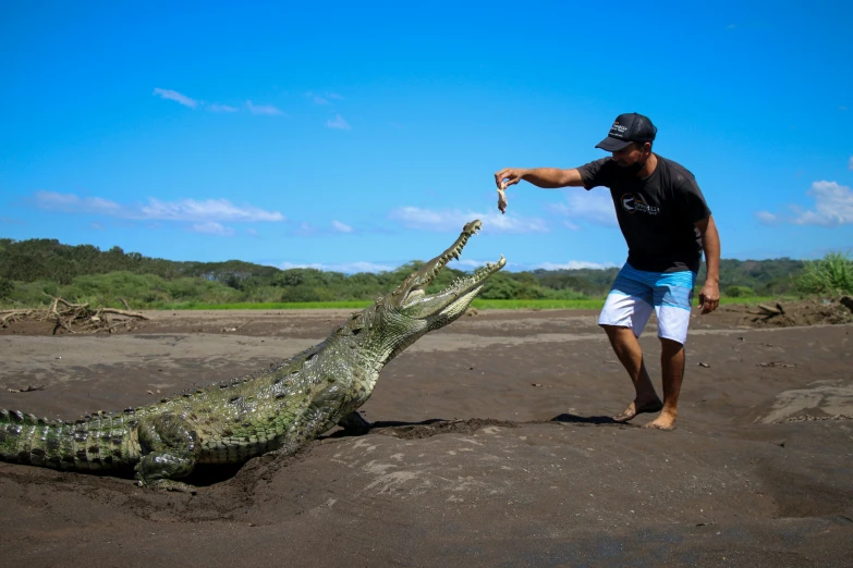 a person feeding a big alligator with a bottle