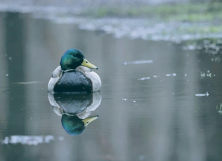 a blue and white duck on the water in front of some reflections