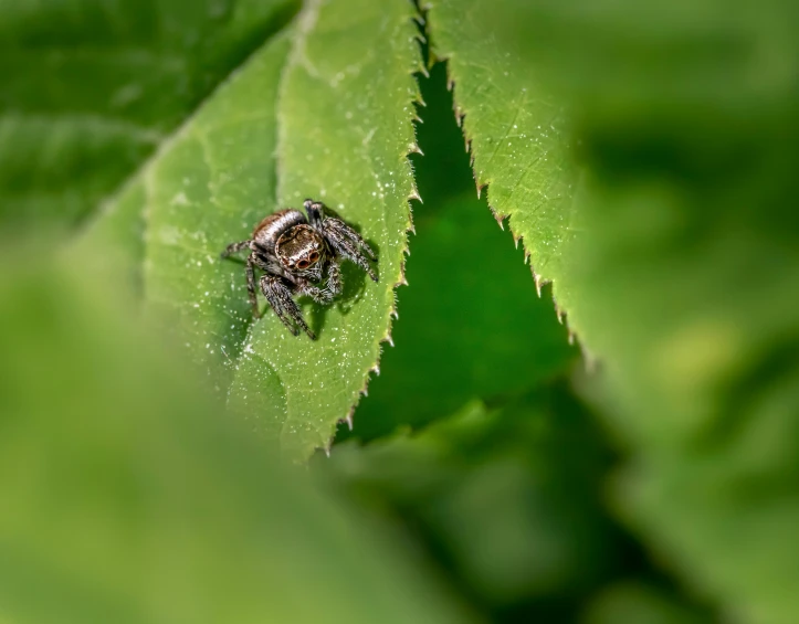 a fly sits on top of the leaves in this image