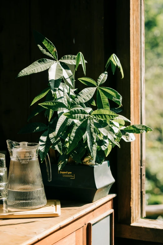 the potted plant is next to two bottles of water