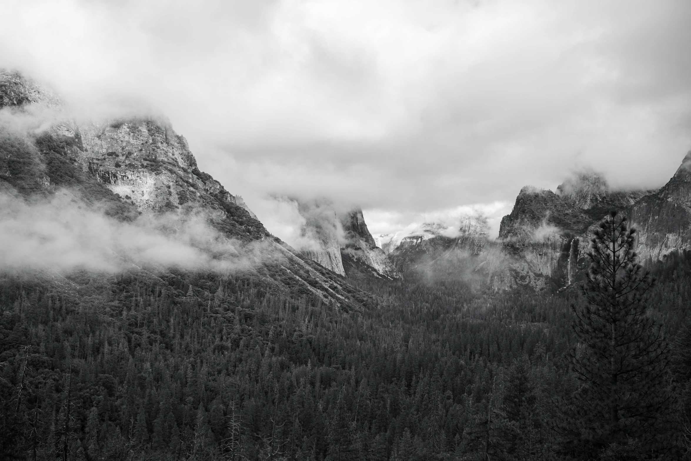 a mountain filled with a forest covered in fog