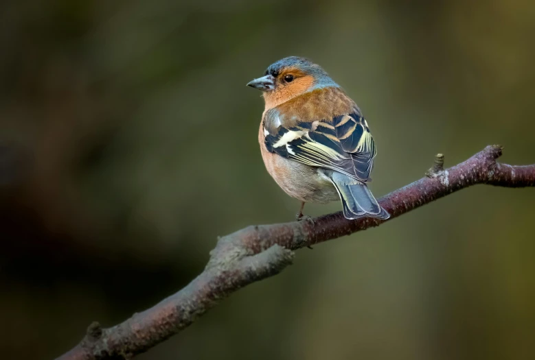 a small bird sitting on a twig in a tree