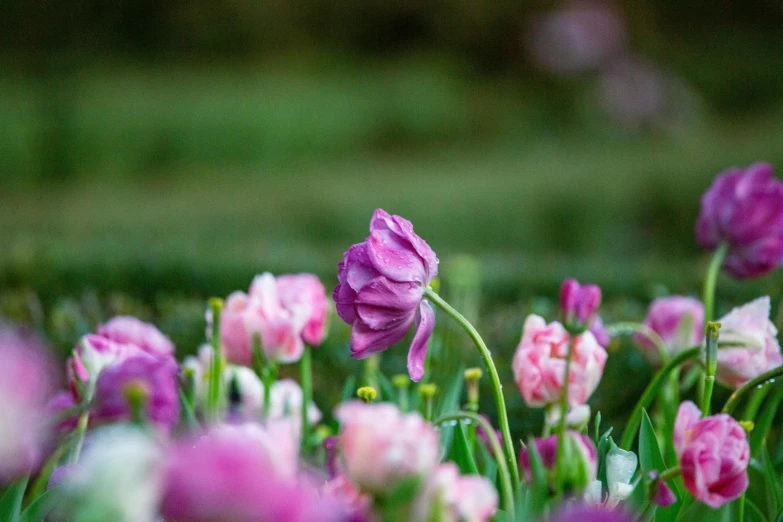 a bunch of purple flowers are in the ground