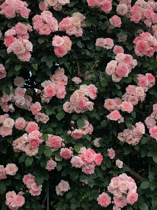 a large pink flower bush with pink flowers growing all over it