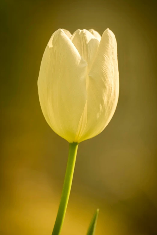 a large white flower with light in the background