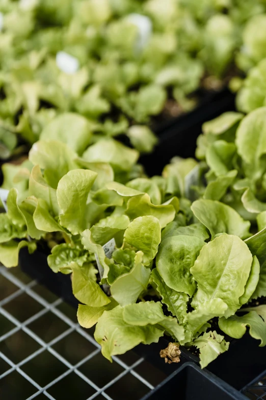 the hydroponies are growing lettuce and they have sprouts in them