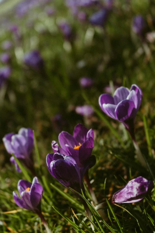 some purple crocys in the grass and purple flowers