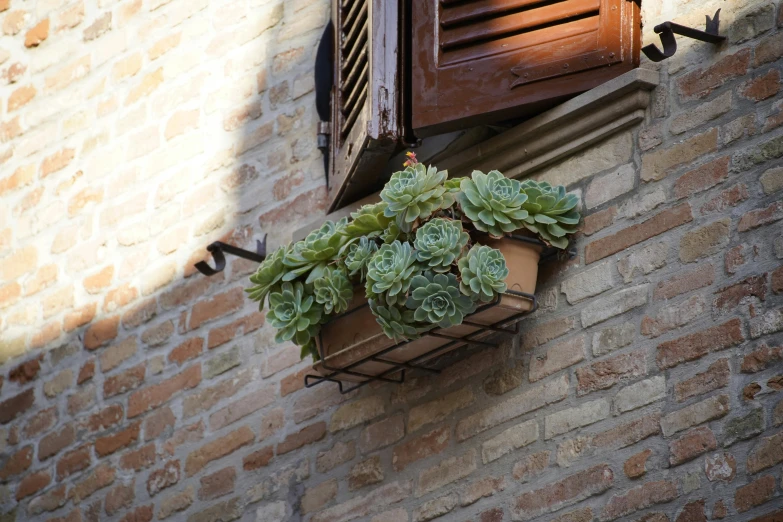 a potted plant hangs from the wall of a brick building