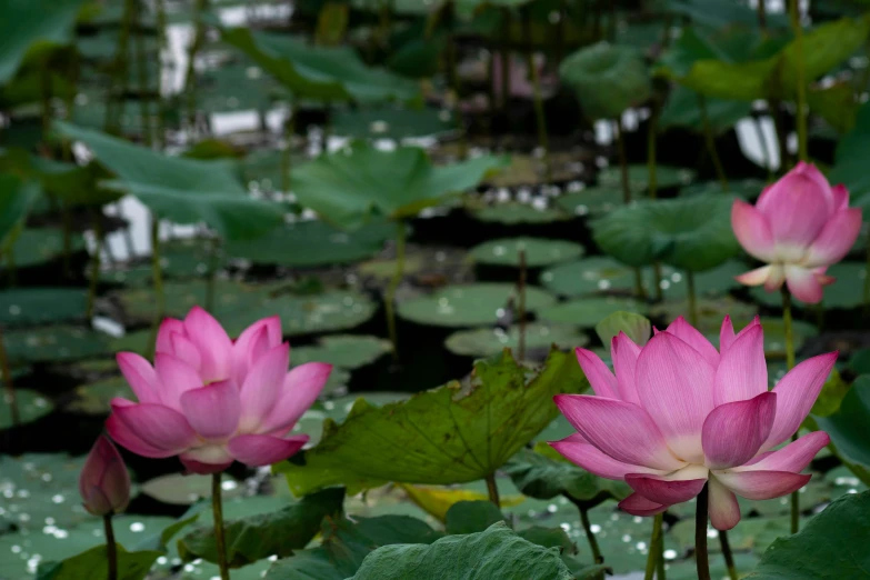 several pink lotus blossoms in a pond with lily pads