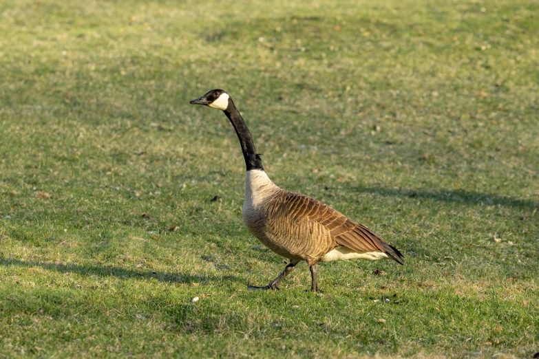 a bird walking on grass in a park