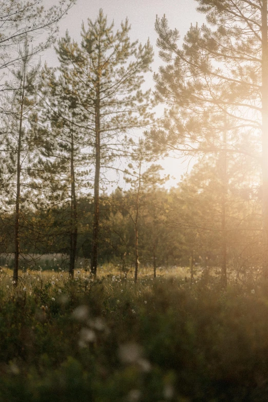 the sun shines through the trees to the forest floor