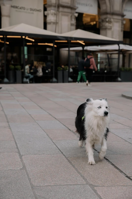 a small white and black dog walking across a street