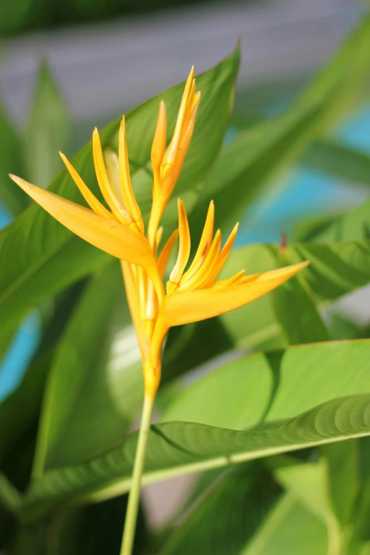 an orange flower that is hanging on the side of a leaf