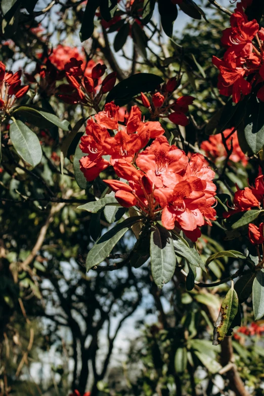 large red flowers growing near many green trees