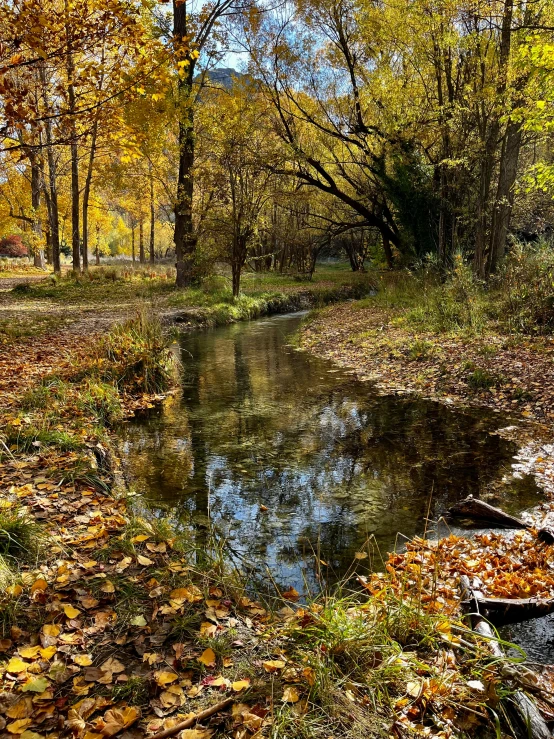 the water is calm in the park with many autumn leaves on the ground