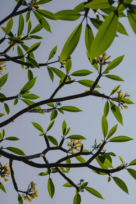 a nch with many green leaves and yellow flowers