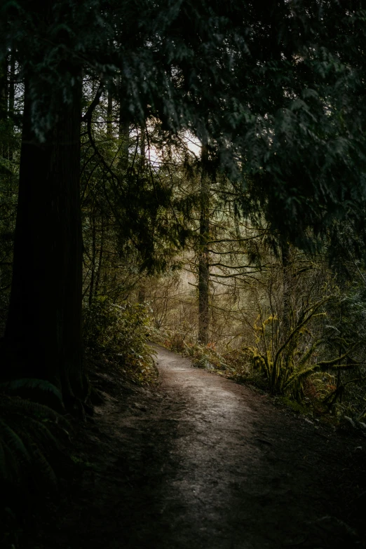 a dirt path surrounded by tall green trees