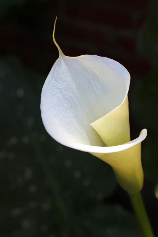 a white flower is hanging off of the stem