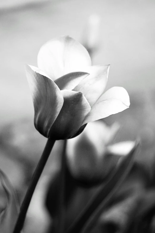 two flowers are sitting in the grass