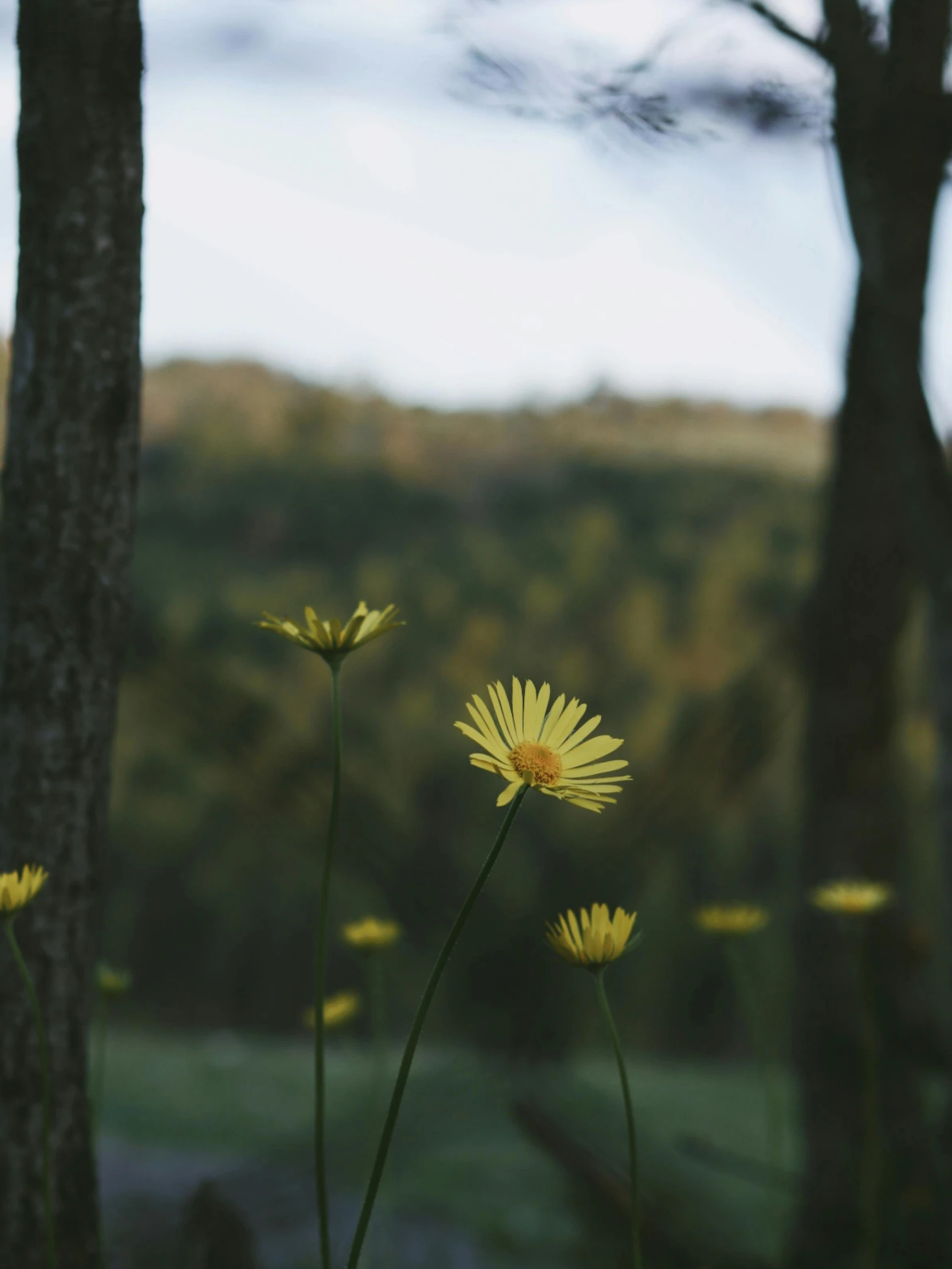 there are two flowers that are next to the tree